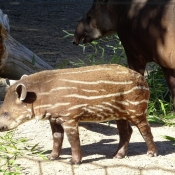 Photo de Tapir