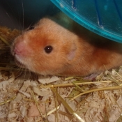 Photo de Hamster