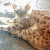 Photo de Bengal