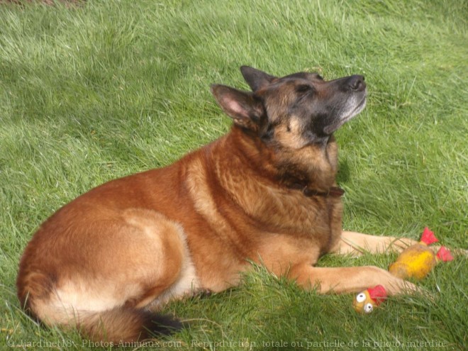 Photo de Berger belge malinois