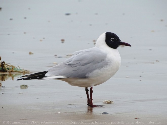 Photo de Mouette