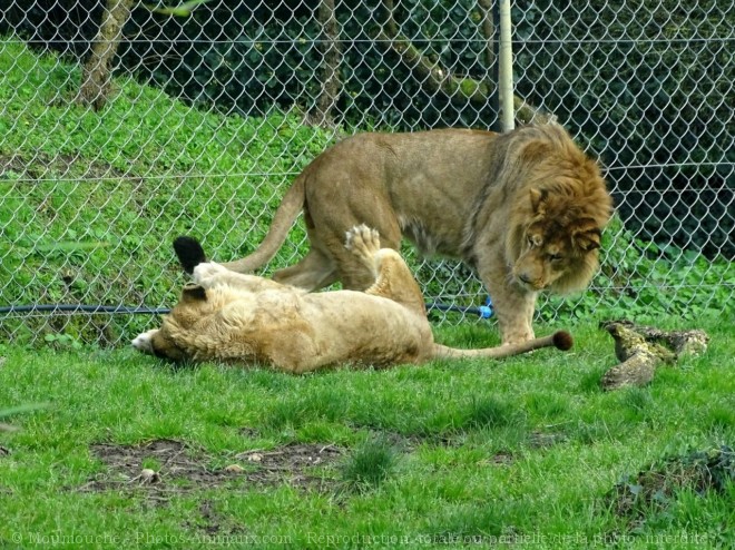 Photo de Lion