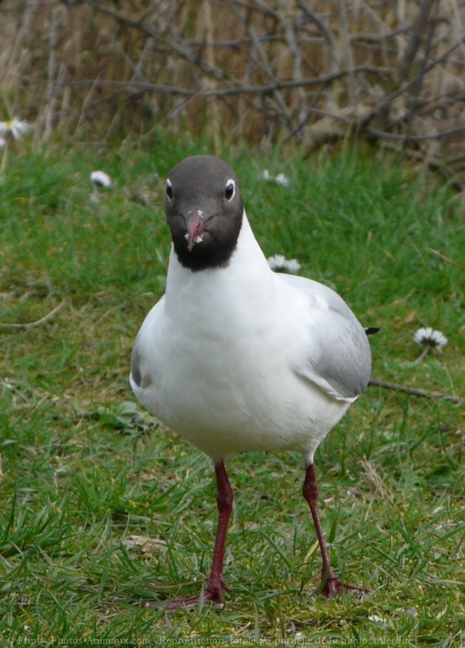 Photo de Mouette