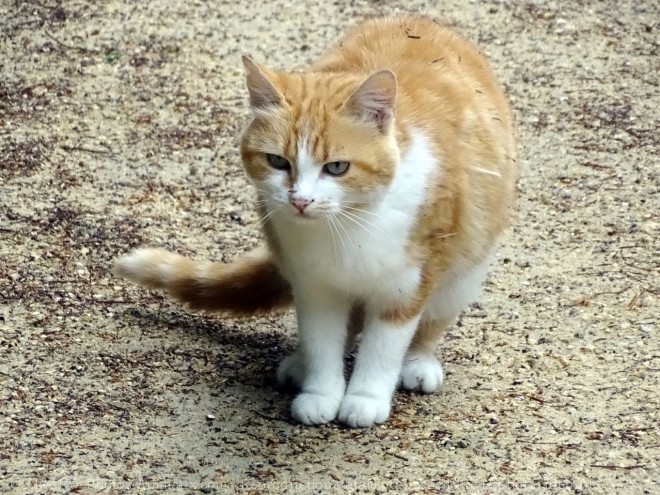 Photo de Chat domestique