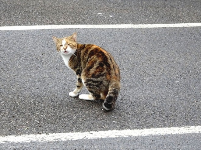 Photo de Chat domestique