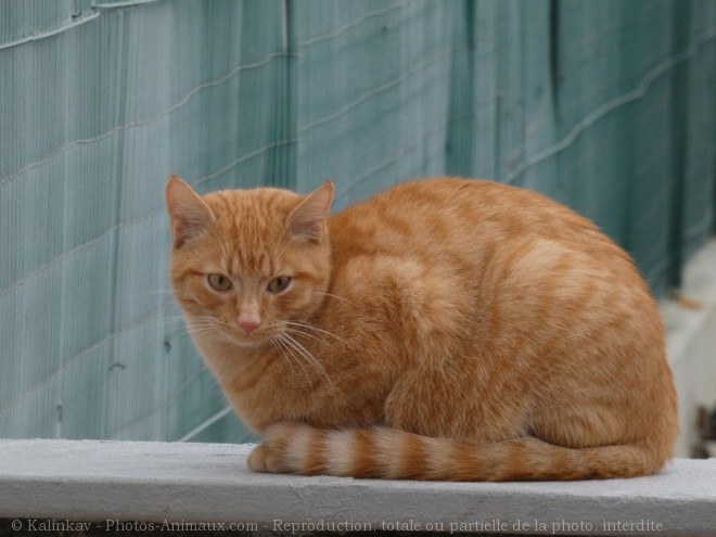 Photo de Chat domestique