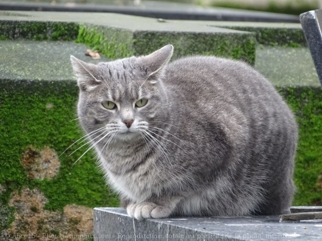 Photo de Chat domestique