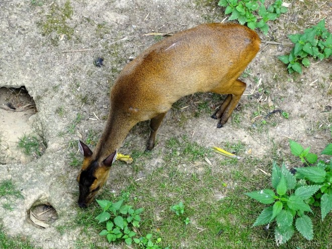 Photo de Muntjac