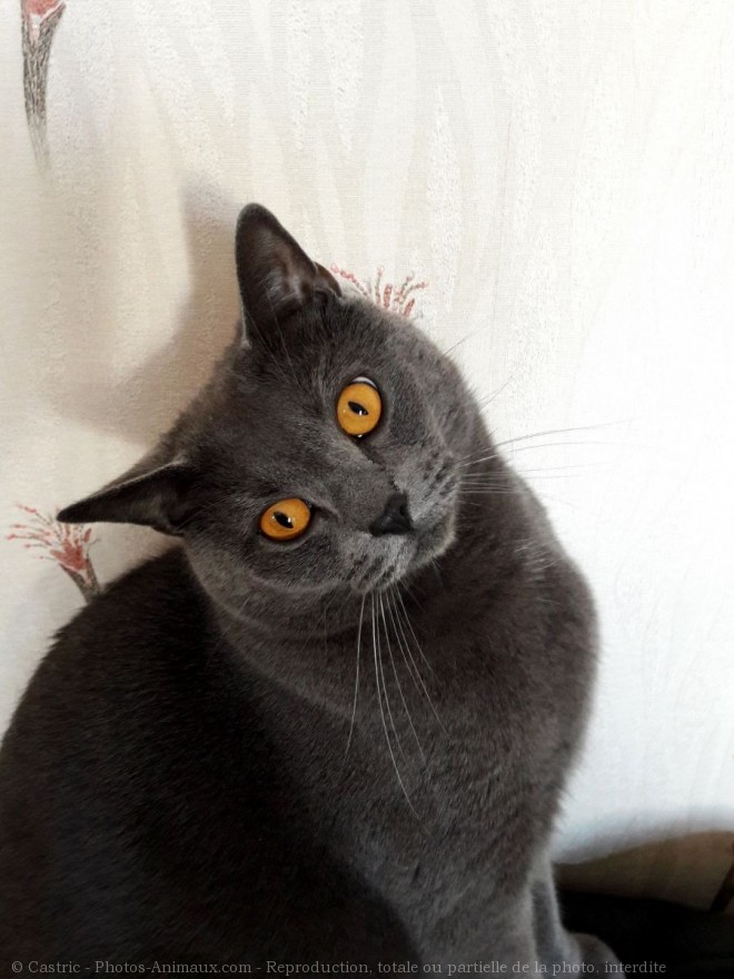 Photo de Chartreux