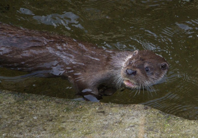 Photo de Loutre