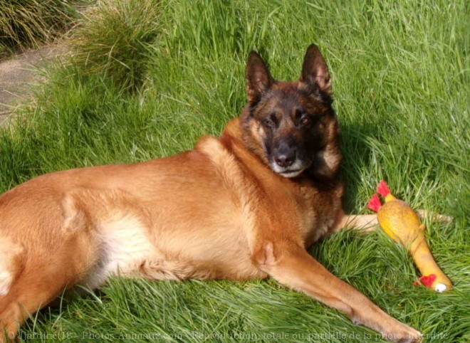 Photo de Berger belge malinois