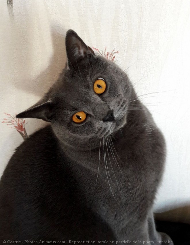 Photo de Chartreux