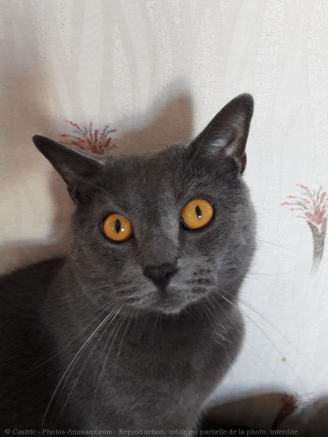 Photo de Chartreux