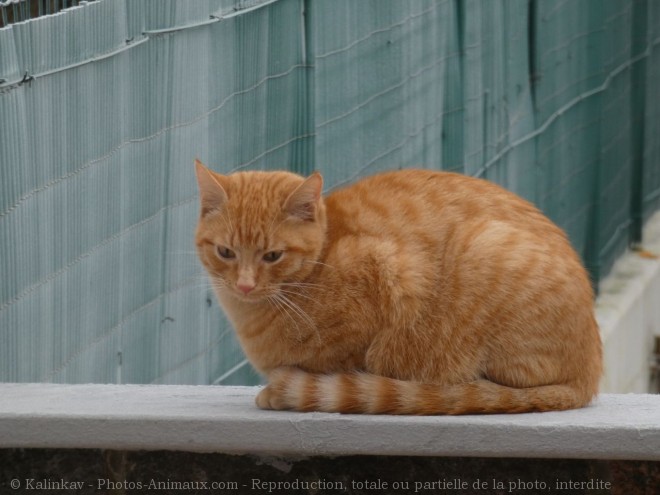 Photo de Chat domestique