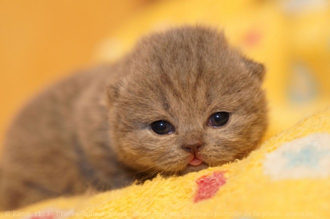 Photo de British shorthair