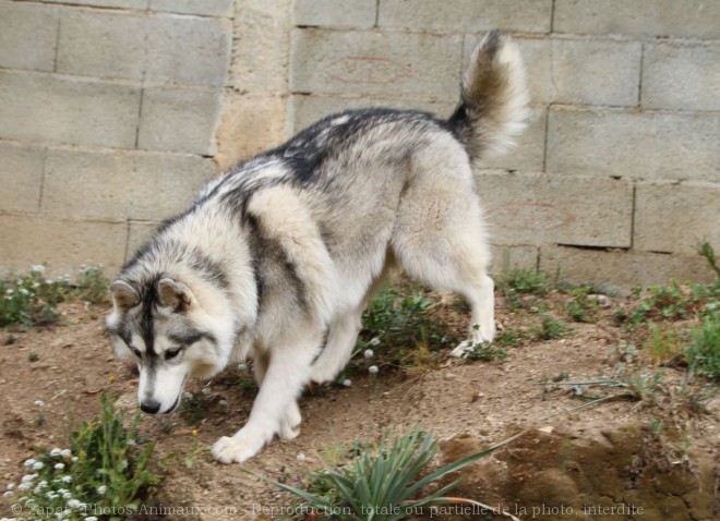 Photo de Husky siberien