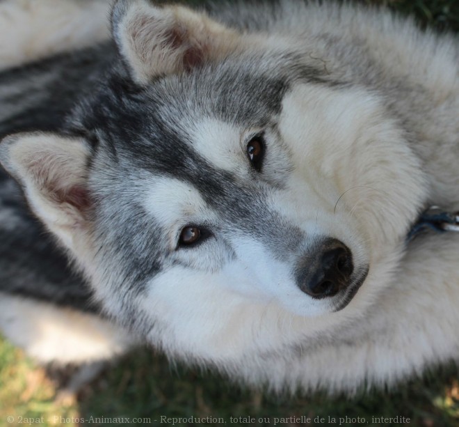 Photo de Husky siberien