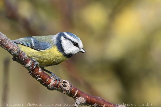 Photo de Msange bleue