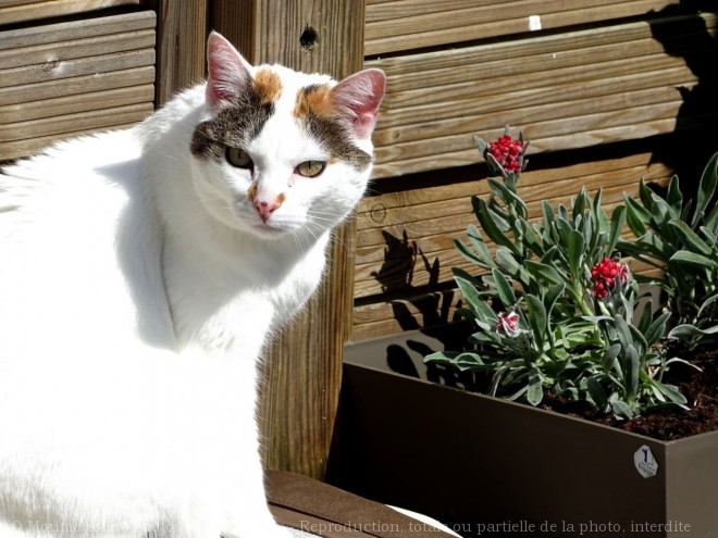 Photo de Chat domestique