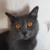 Photo de Chartreux