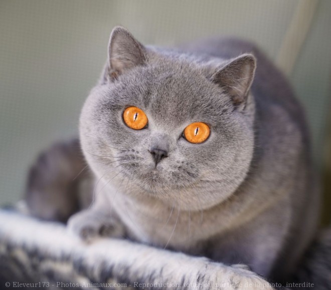 Photo de British shorthair