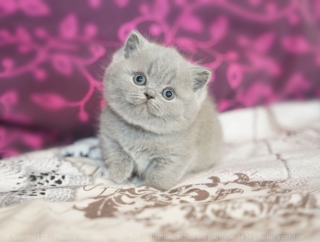 Photo de British shorthair