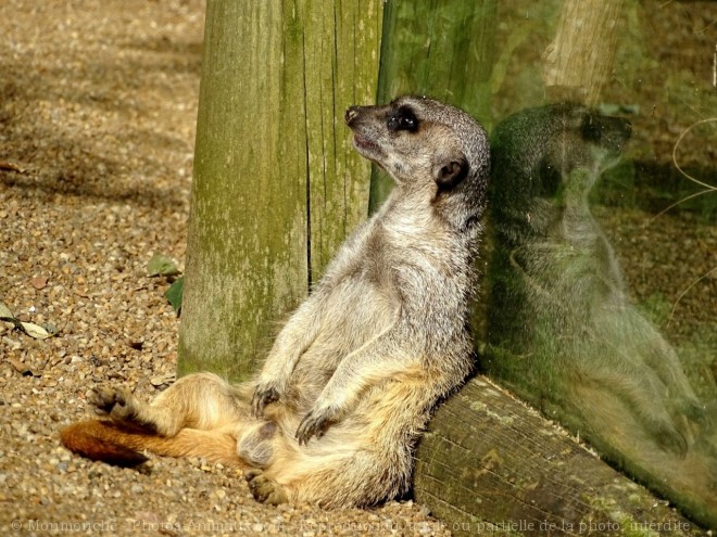 Photo de Suricate