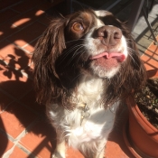 Photo d'English springer spaniel