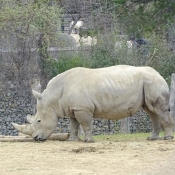 Photo de Rhinocros