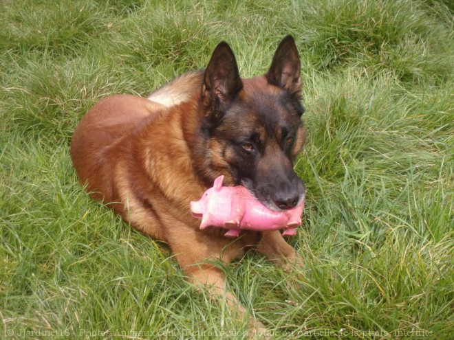 Photo de Berger belge malinois