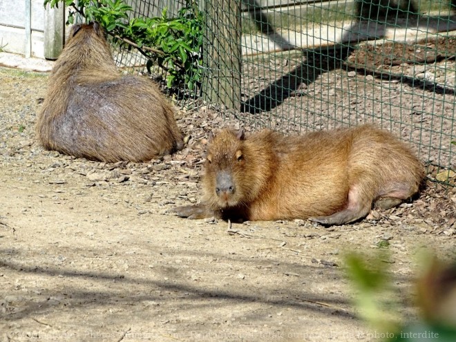 Photo de Cabiai ou capybara