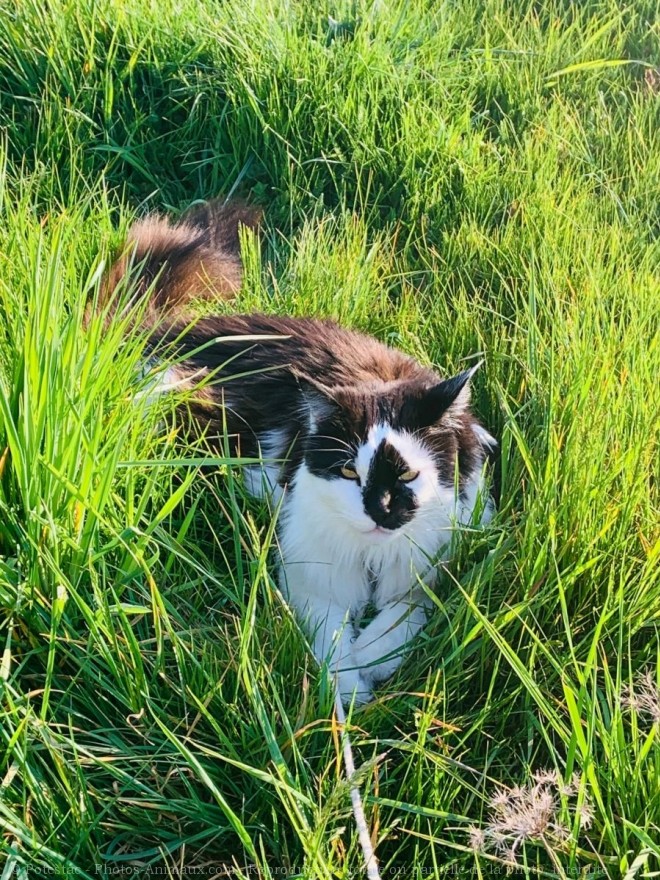 Photo de Maine coon