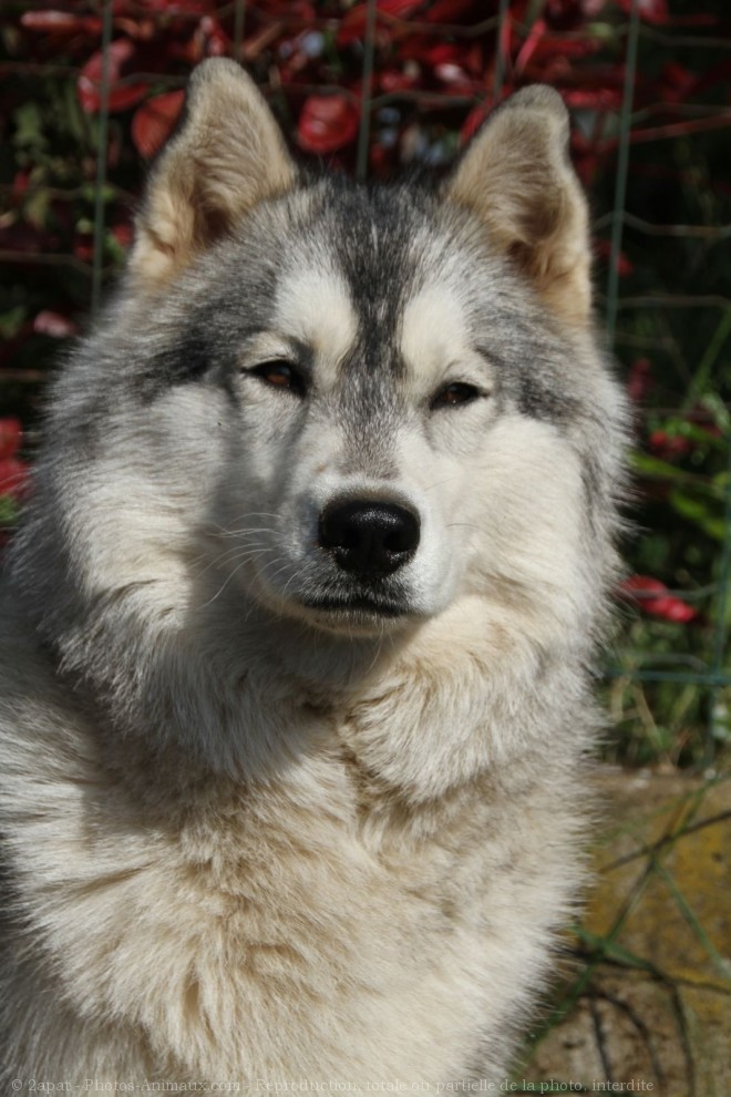 Photo de Husky siberien