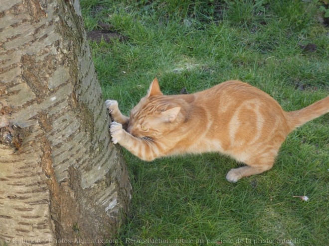 Photo de Chat domestique