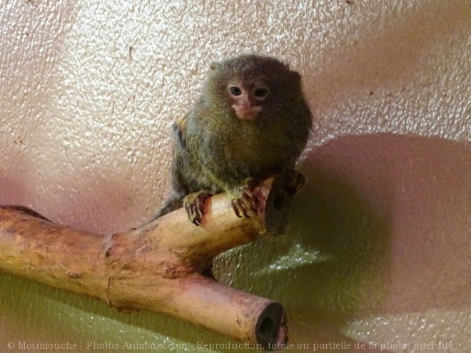 Photo de Singe - ouistiti pygme