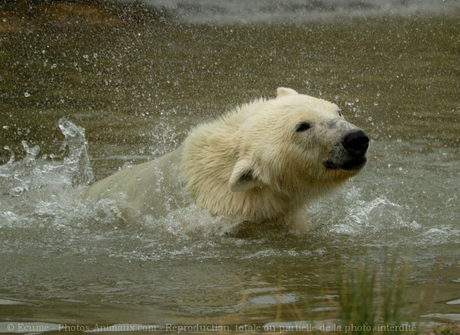 Photo d'Ours