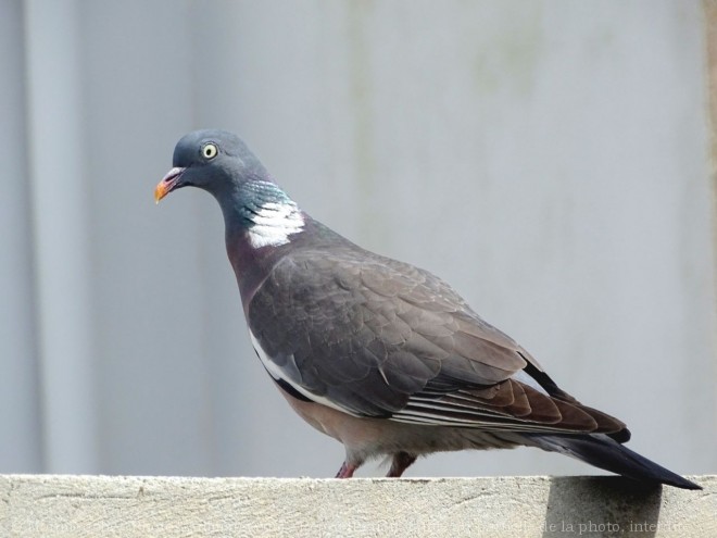 Photo de Pigeon - ramier