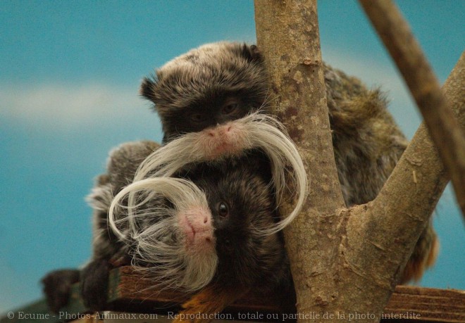 Photo de Singe - tamarin empereur