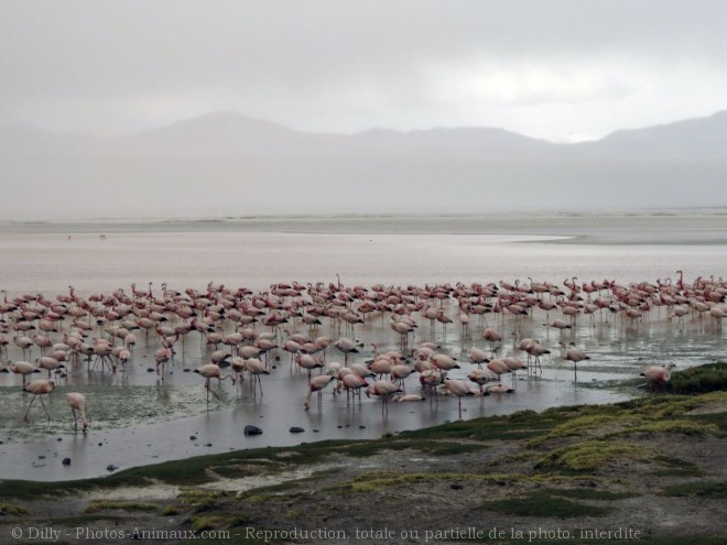 Photo de Flamand rose