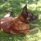 Photo de Berger belge malinois