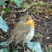 Photo de Rouge gorge