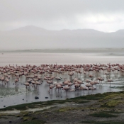 Photo de Flamand rose