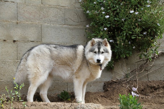 Photo de Husky siberien