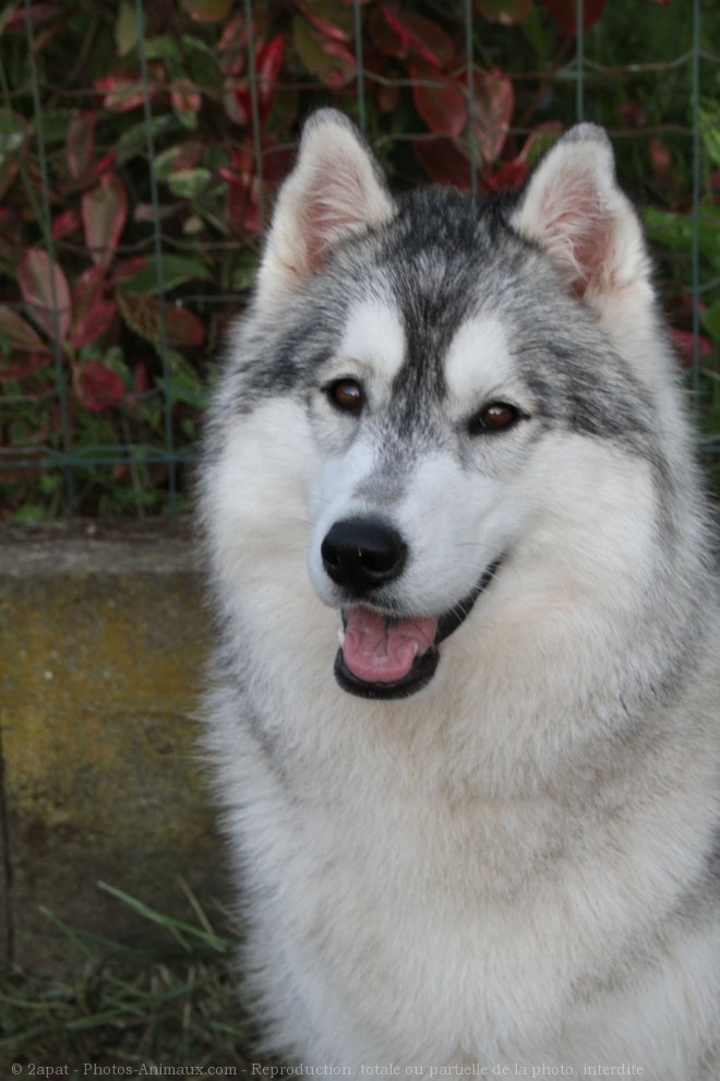 Photo de Husky siberien