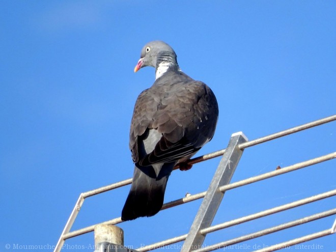 Photo de Pigeon - ramier