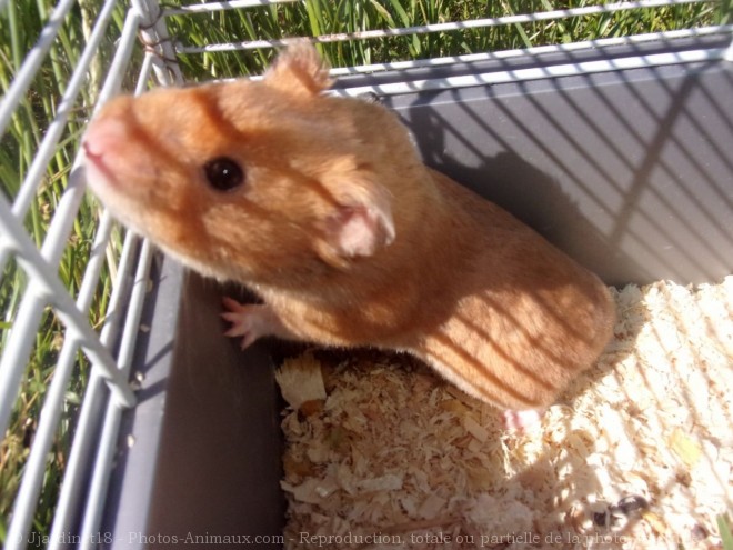 Photo de Hamster