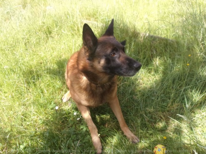 Photo de Berger belge malinois