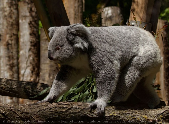 Photo de Koala