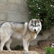 Photo de Husky siberien