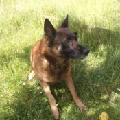 Photo de Berger belge malinois